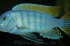 Metriaclima greshakei