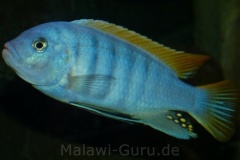 Metriaclima greshakei