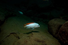 Metriaclima greshakei 'Makokola Reef'