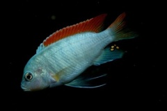 Metriaclima greshakei 'Makokola Reef'