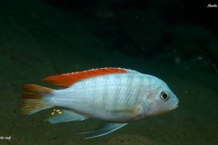 Metriaclima greshakei 'Makokola Reef'