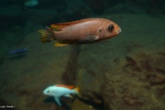 Metriaclima greshakei 'Makokola Reef'