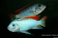 Metriaclima greshakei 'Makokola Reef'