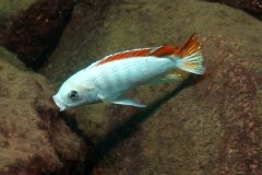 Metriaclima greshakei 'Makokola Reef'