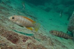 Metriaclima greshakei 'Makokola Reef'