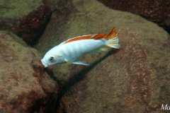 Metriaclima greshakei 'Makokola Reef'