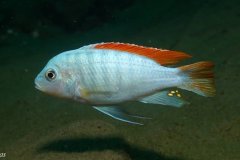 Metriaclima greshakei 'Makokola Reef'