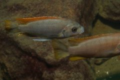 Metriaclima greshakei 'Makokola Reef'