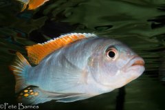 Metriaclima greshakei 'Makokola Reef'