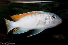 Metriaclima greshakei 'Makokola Reef'