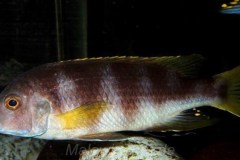 Pseudotropheus-livingstonii-2-1