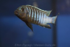Metriaclima-nigrodorsalis-Chiloelo-1