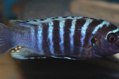 Metriaclima sp. 'aggressive bars'