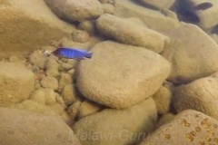 Metriaclima-sp.-aggressive-greyhead-1