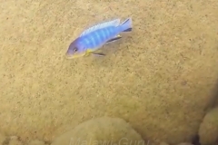 Metriaclima-sp.-aggressive-greyhead-10