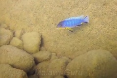 Metriaclima-sp.-aggressive-greyhead-11