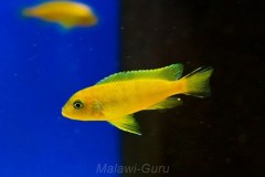 Metriaclima-sp.-daktari-3