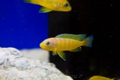 Metriaclima-sp.-daktari-4