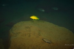Metriaclima-sp.-daktari-5