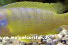 Pseudotropheus-sp.-Daktari-Londo-Mosambik-1