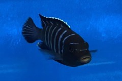 Metriaclima sp. 'dolphin'