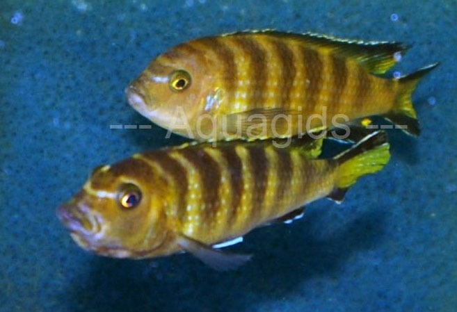 Pseudotropheus-sp.-elongatus-chailosi-2