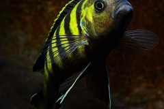 Pseudotropheus-sp.-elongatus-chailosi-1