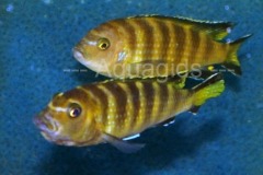 Pseudotropheus-sp.-elongatus-chailosi-2