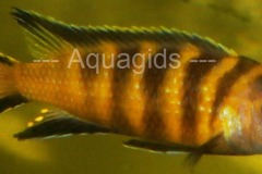 Pseudotropheus-sp.-elongatus-chailosi-3