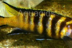 Pseudotropheus-sp.-elongatus-chailosi-4