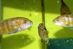 Pseudotropheus-sp.-elongatus-chailosi-6