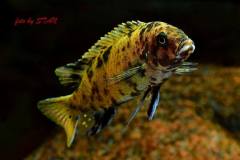 METRIACLIMA-ZEBRA-GOLD-KAWANGA-Female-1