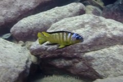 Metriaclima usisya