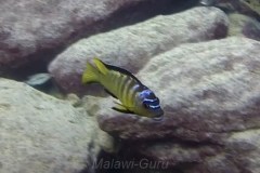 Metriaclima-usisya-Marc-Boulden-1