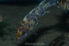 Metriaclima xanstomachus