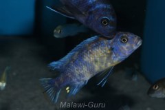 Metriaclima-xanstomachus-01