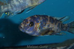 Metriaclima-xanstomachus-04