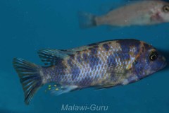 Metriaclima-xanstomachus-06
