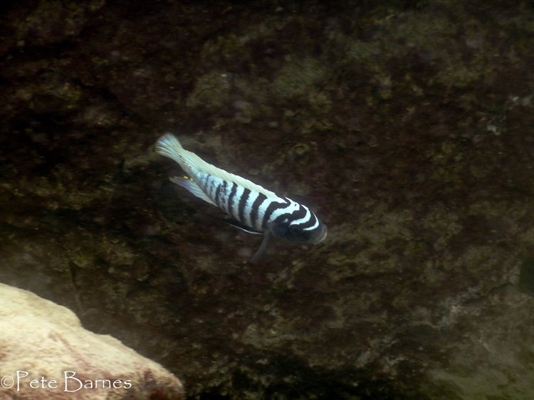 Metriaclima-zebra-Boadzulu-Island-6