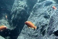 Minos Reef