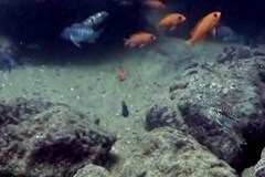 Minos Reef