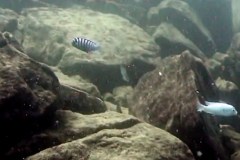 Minos Reef
