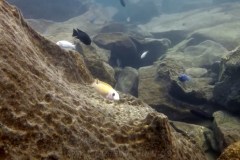 Mitande Reef