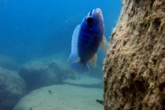 Mumbo Island/Labeotropheus trewavasae