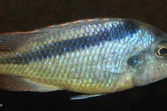 Mylochromis-anaphyrmus-1