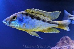 Mylochromis-epichorialis-M-1