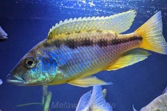 Mylochromis-epichorialis-M-2