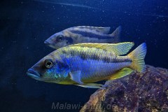 Mylochromis-epichorialis-M-3