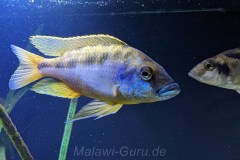 Mylochromis-epichorialis-M-4