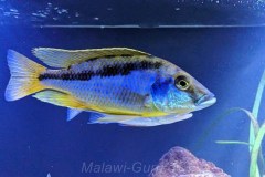 Mylochromis-epichorialis-M-5